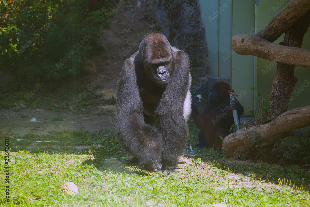 Obraz premium Gorilla