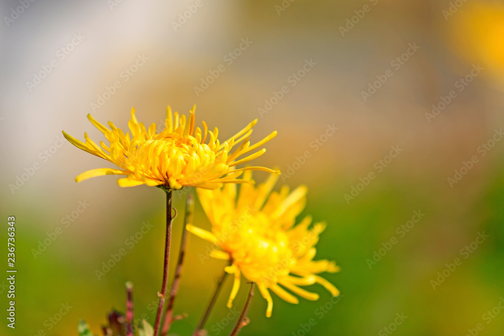 Yellow chrysanthemum, in the garden Yellow chrysanthemum, in the garden