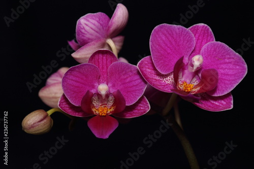 Purple Phalanopsis orchid flower with black background