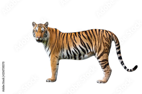 Asian tiger on a white background.