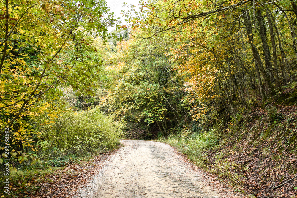 autumn road autumn road