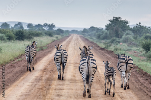 Zebras auf einer Landstraße in Madikwe, Südafrika