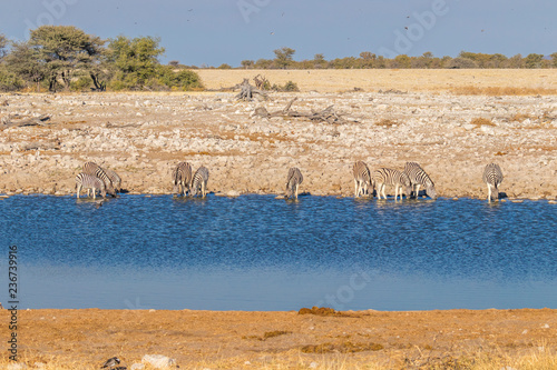 A Herd of zebras ( Equus Burchelli) drinking at the water hole, Etosha National Park, Namibia.