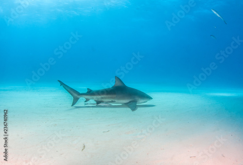 Bull shark at the Bahamas