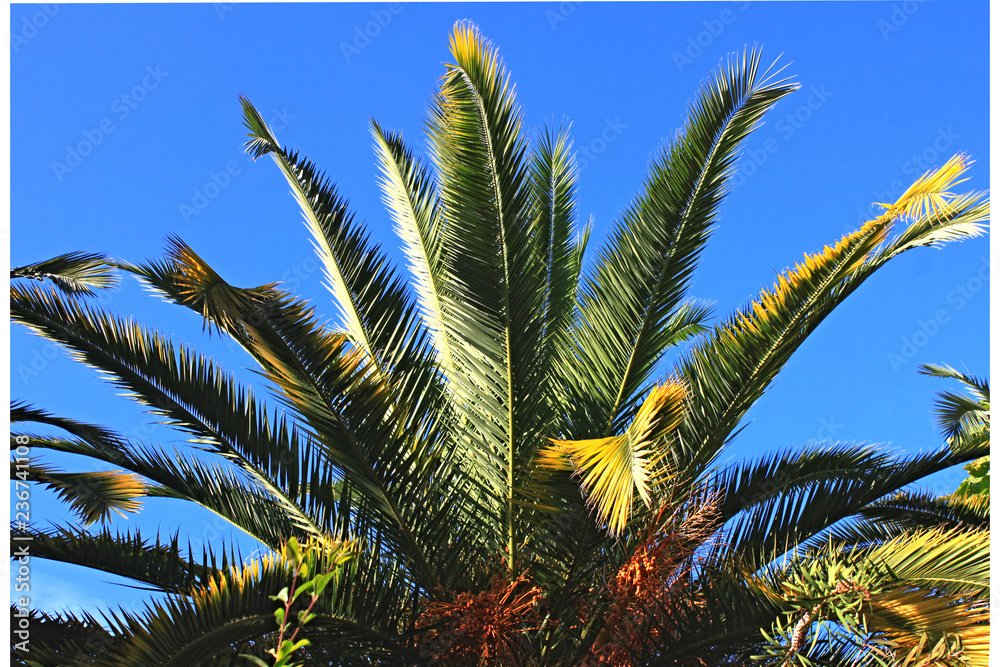 Palm leaves against blue sky Palm leaves against blue sky