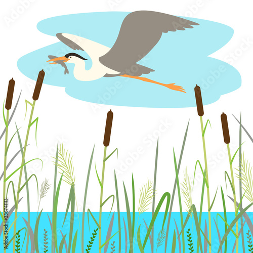  blue  heron flying , vector illustration , flat style 