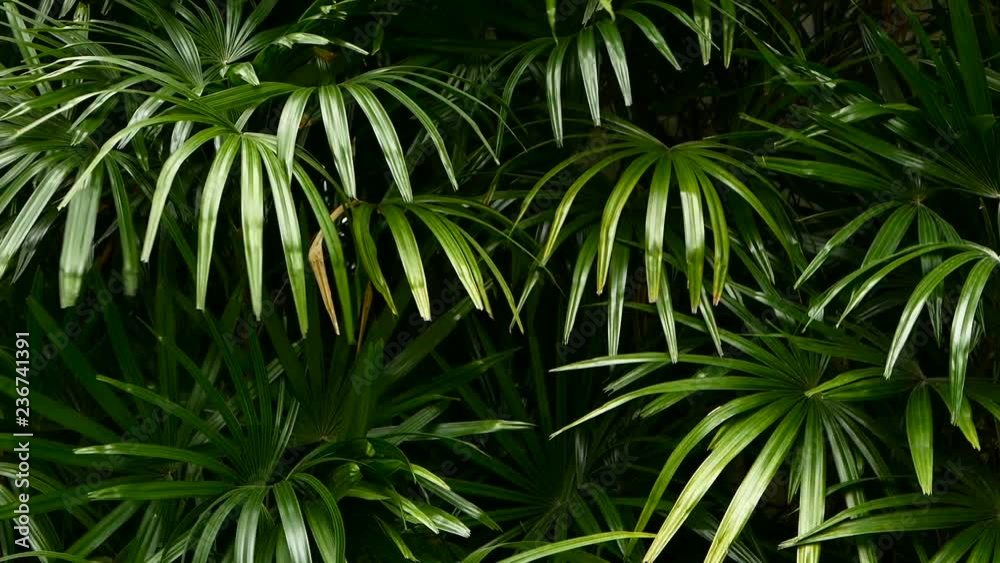 Bright juicy exotic tropical greens in the jungle forest equatorial climate. Background with unusual plant foliage swaying. Natural texture with juicy leaves. Sunlight on the palm leaf.