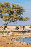 Two elephants ( Loxodonta Africana) walking towards the water hole, Etosha National Park, Namibia.