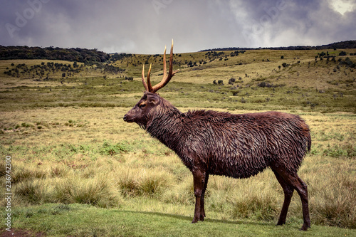 Hirsche im Hortons Plains Nationalpark auf Sri Lanka photo