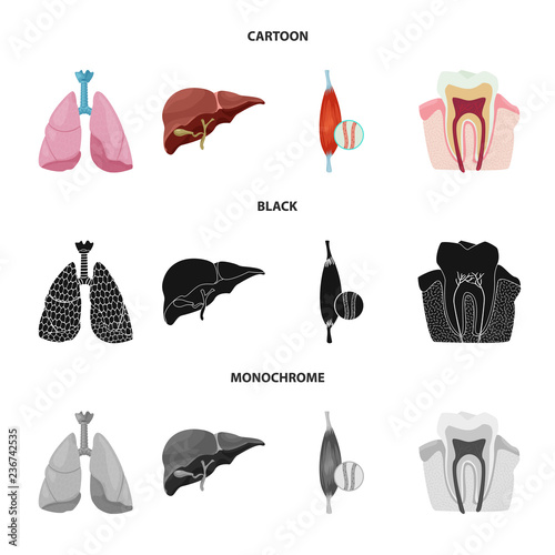 Vector design of body and human sign. Collection of body and medical stock symbol for web.