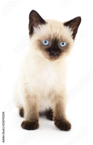 Kitten on white background.