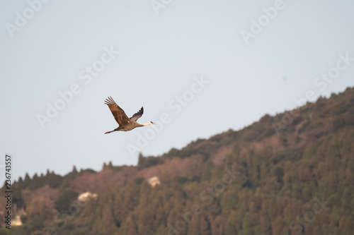 Hooded crane flying in Izumi city  Kagoshima prefecture  Japan.