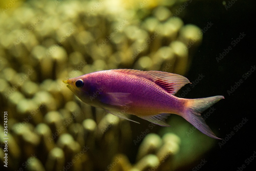 Obraz premium Purple Queen Anthias, Pseudanthias tuka, coral reef fish, Salt water marine fish, beautiful pink and yellow fish with tropical corals in background, aquarium, wallpaper