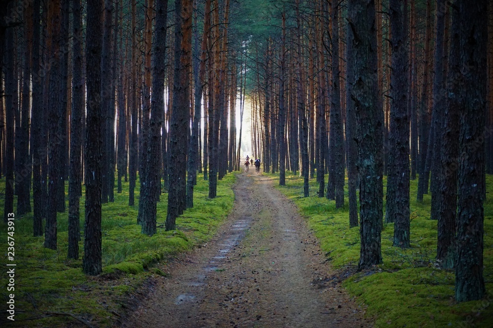 Fototapeta premium Rowerem przez las