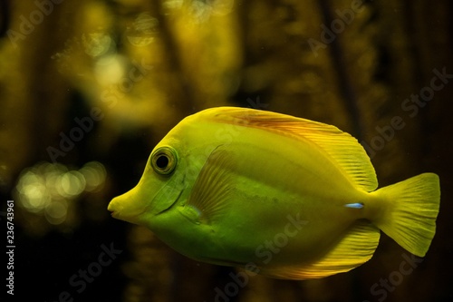 yellow tang (Zebrasoma flavescens), coral reef fish, Salt water marine fish, beautiful yellow fish with tropical corals in background, aquarium, wallpaper