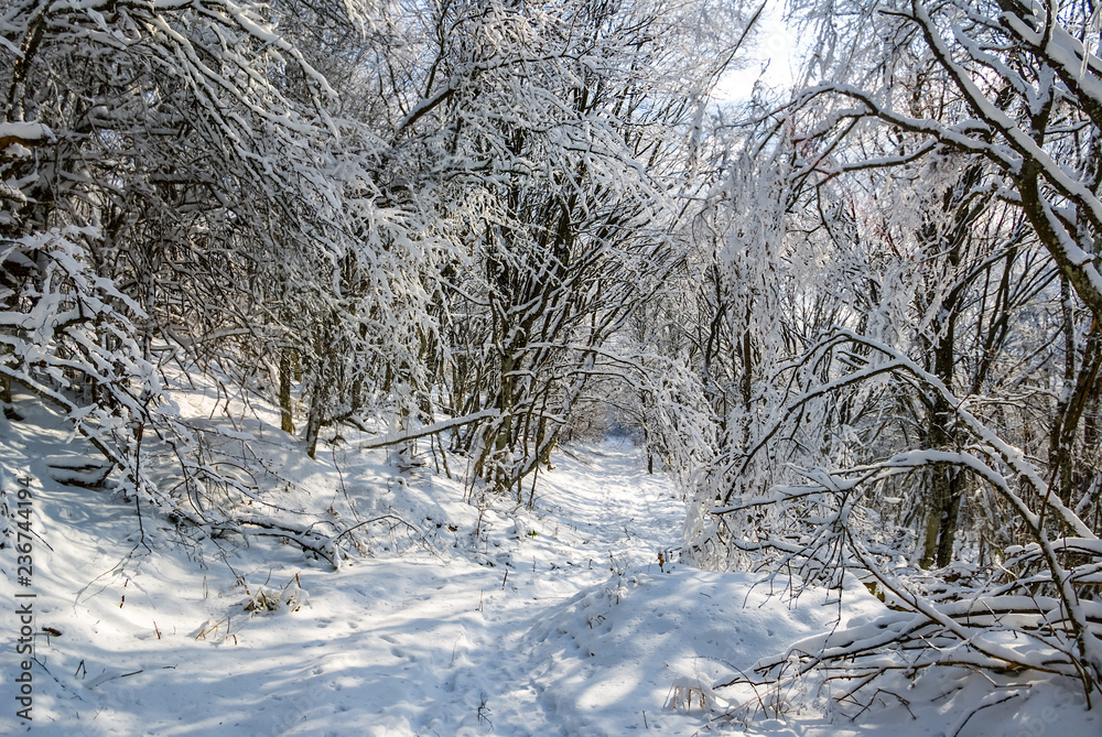 beautiful winter forest in a snow