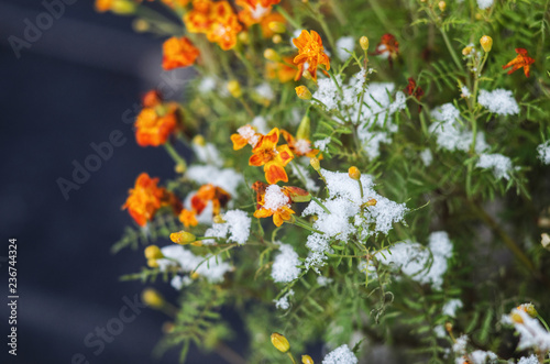 Calendula flowers under snow. The concept of early winter. Climate change concept