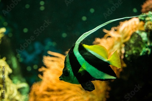 schooling bannerfish (Heniochus diphreutes), butterflyfish, coral reef fish, Salt water marine fish, beautiful yellow fish with tropical corals in background, aquarium, wallpaper photo
