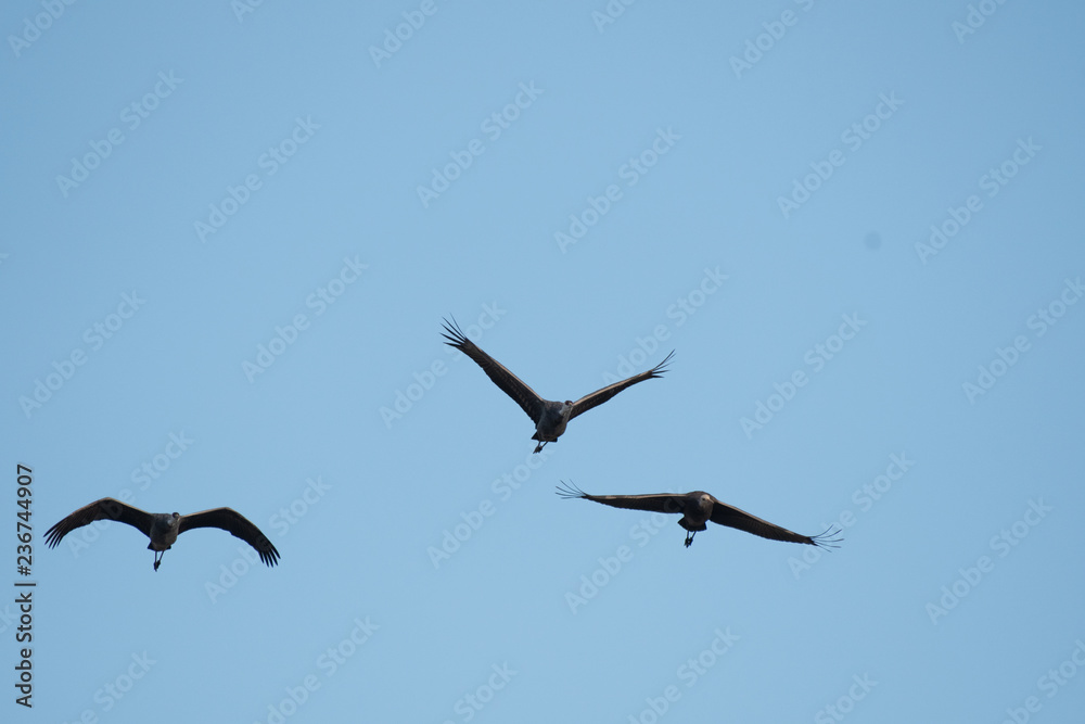 Family of hooded cranes flying in Izumi city, Kagoshima prefecture, Japan.