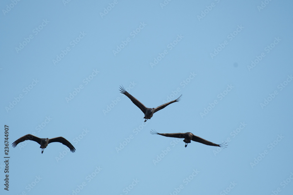 Family of hooded cranes flying in Izumi city, Kagoshima prefecture, Japan. Family of hooded cranes flying in Izumi city, Kagoshima prefecture, Japan.