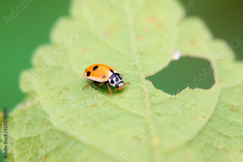 Ladybug on the grass © zhang yongxin