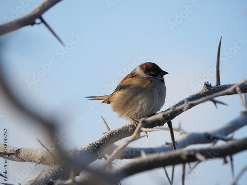 sparrow on a branch near the plan against the blue sky