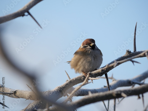 sparrow on a branch near the plan against the blue sky