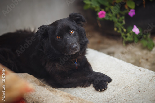 sad dog is waiting for the owner