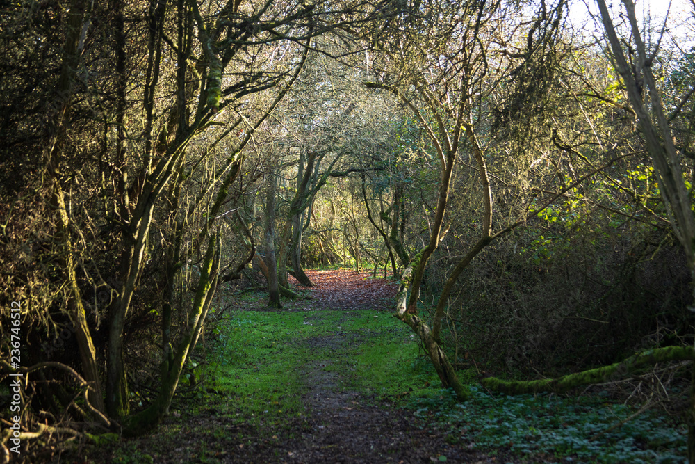 Naklejka premium path in the forest