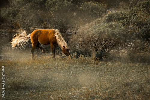 horses