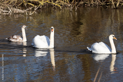 3 swan family_3