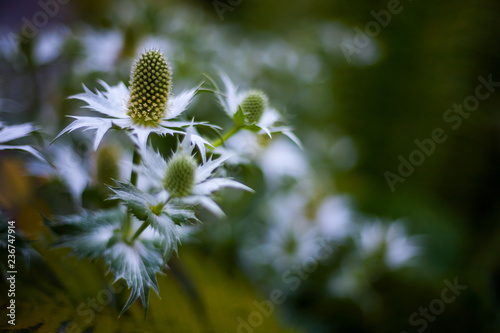 Blüten der Edeldistel Mannstreu. Strauch mit drei Distelblüten. photo