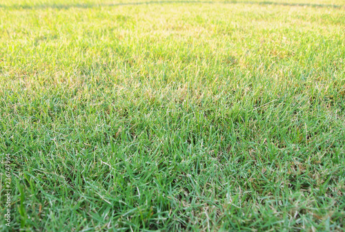 Green grass playground with sun shadow background.