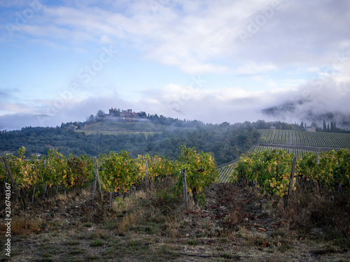 Agriculture landscape  olives and wine of Tuscany  seen from white roads in chianti