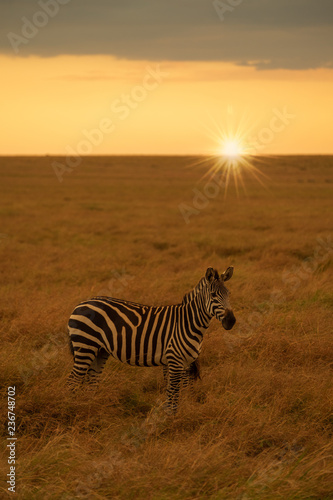 Photography Zebra in sunset
