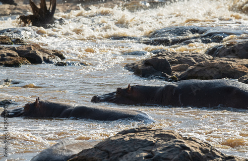 Hippos standing in the river © imphilip