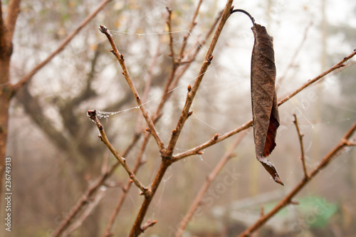 A dry leaf hanging on a tree branch. Gloomy view on an autumn morning