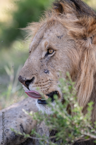 Fototapeta Naklejka Na Ścianę i Meble -  lion face in closeup