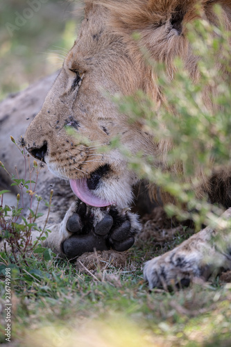 Fototapeta Naklejka Na Ścianę i Meble -  lion licking wound