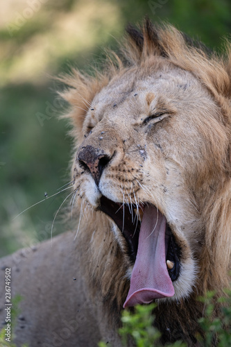 Fototapeta Naklejka Na Ścianę i Meble -  lion face in closeup