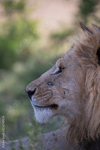 Fototapeta Naklejka Na Ścianę i Meble -  lion face in closeup