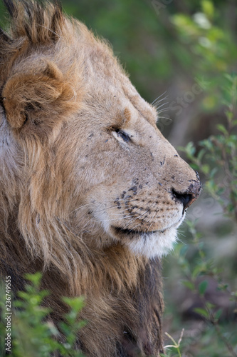Fototapeta Naklejka Na Ścianę i Meble -  lion face in closeup