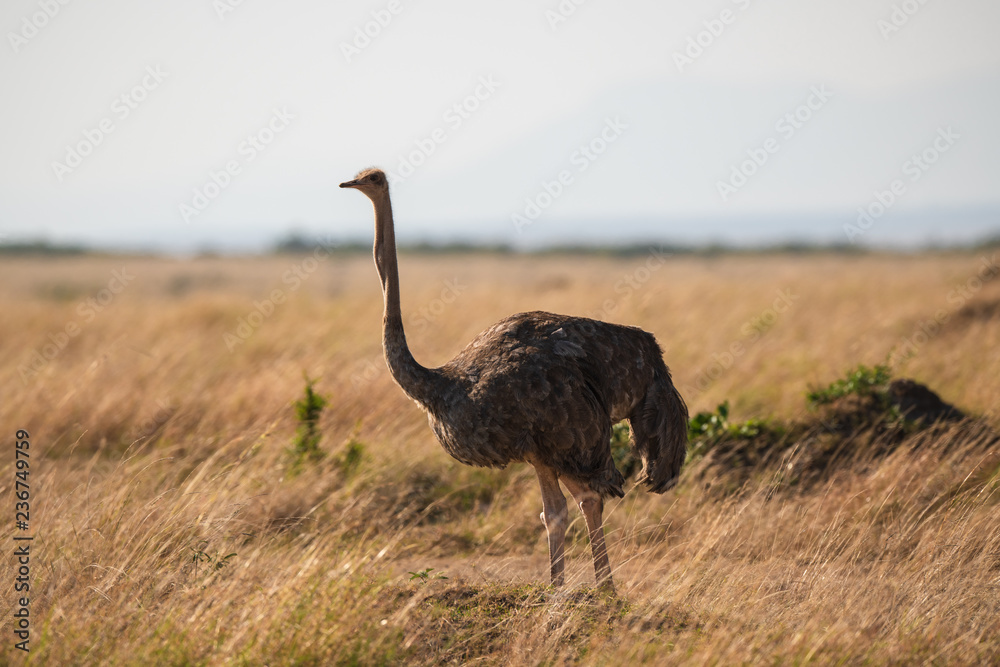 Fototapeta premium ostrich in savanna