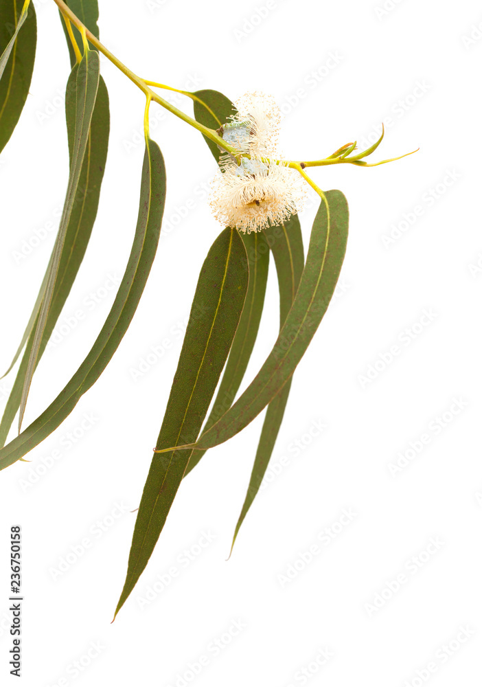 Fototapeta premium flowers of Eucalyptus globulus