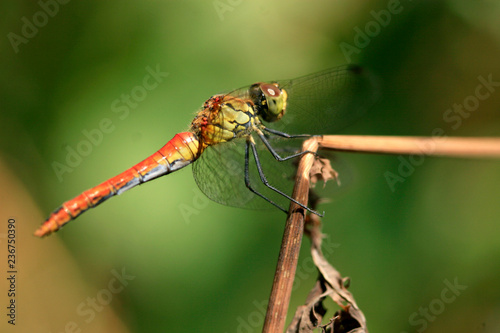 red dragonfly