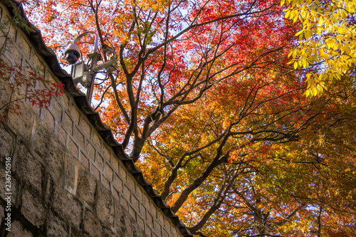 Autumn foliage near the palace wall in Seoul, Korea