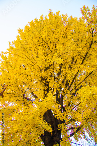 Golden autumn foliage in Seoul, Korea