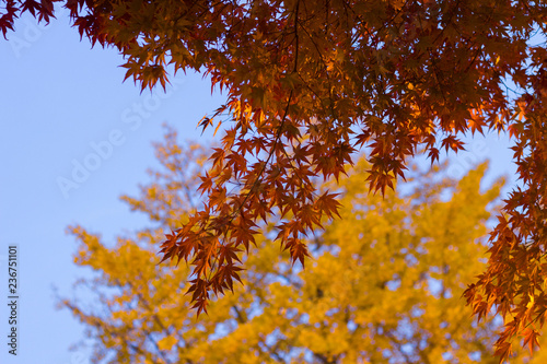 close up shot of autumn red leaves looking up to blue sky