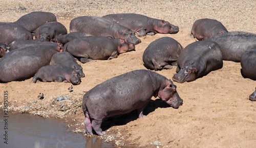 hippos resting on the bank