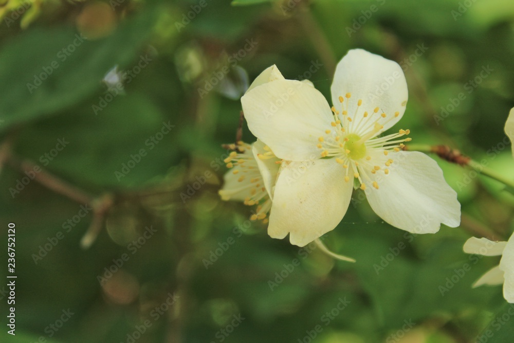 Philadelphus Coronarius plant in the garden